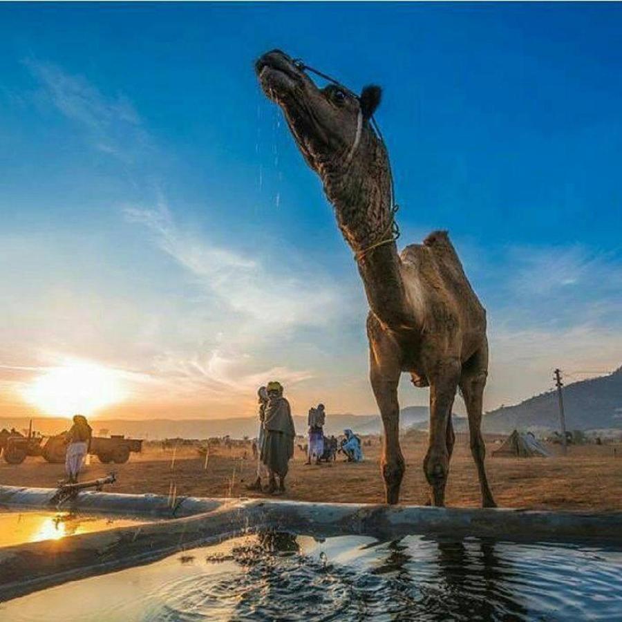Journey Desert Camp Джайсалмер Екстер'єр фото